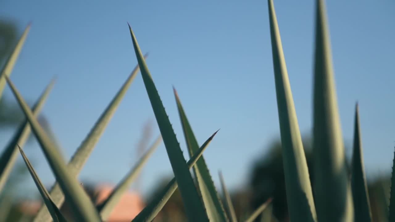 Agave leaves against a blue sky — stock footage